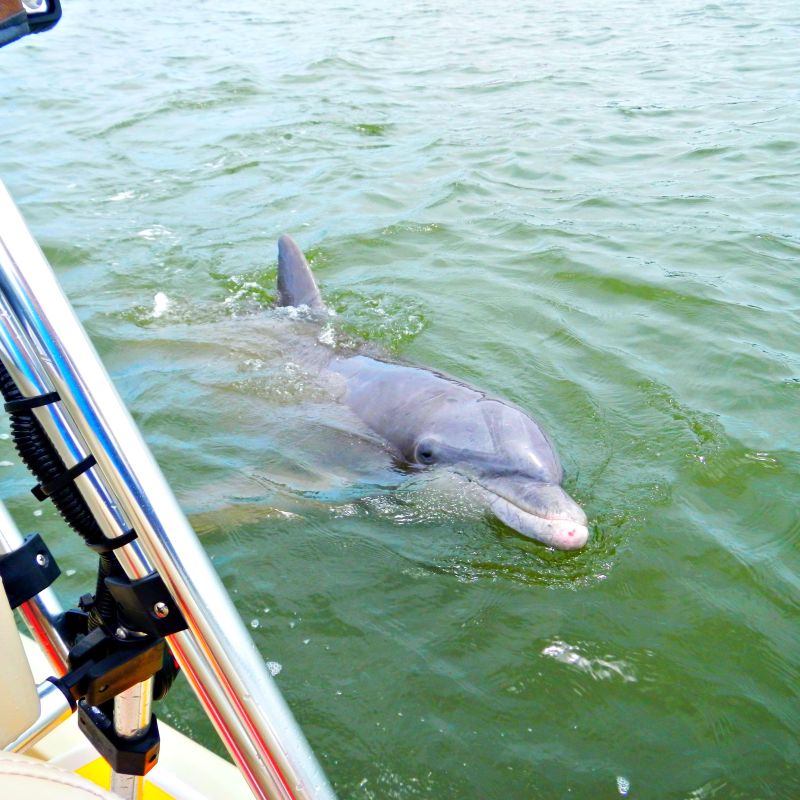 Dolphin near island skiff boat in hilton head