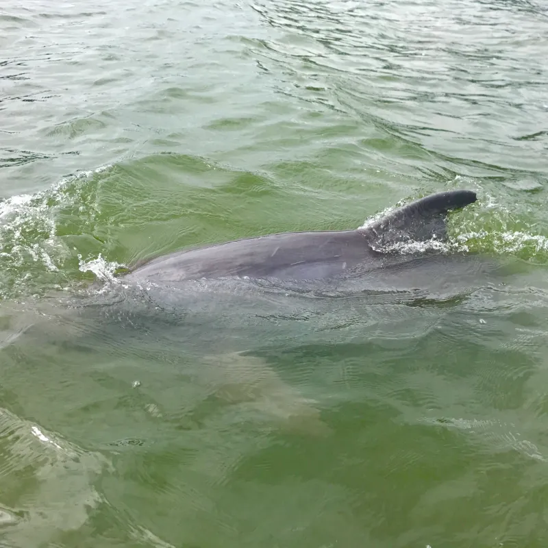Dolphin underwater