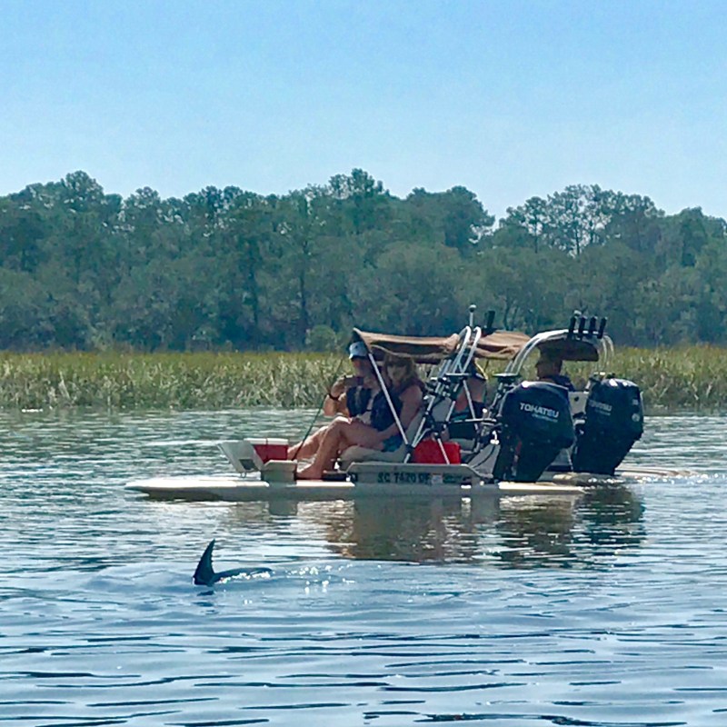 Hilton Head Boat Tour catamaran with dolphin