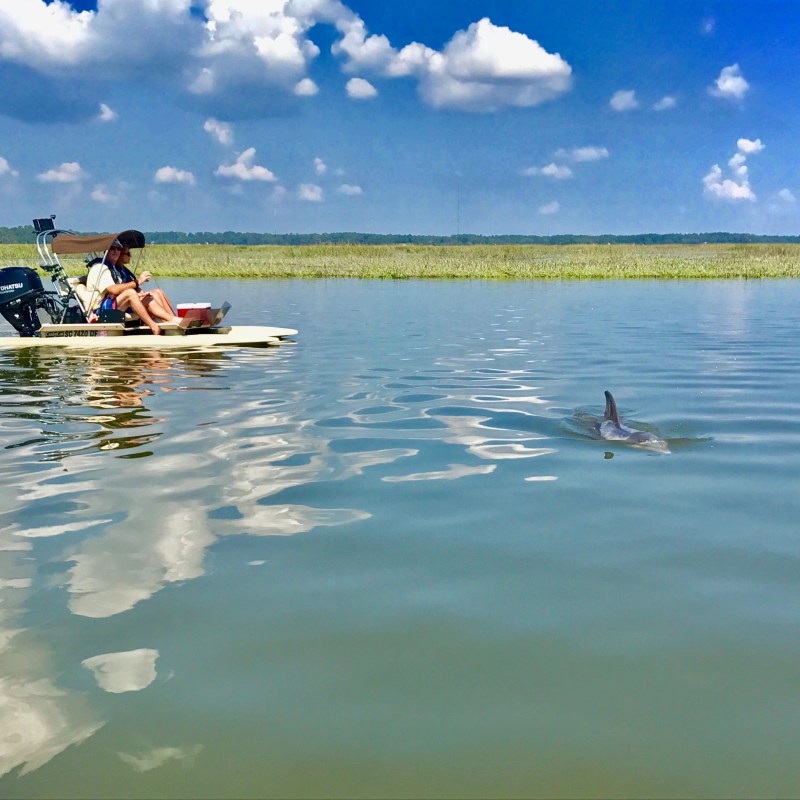 Hilton Head Boat Tour catamaran with dolphin