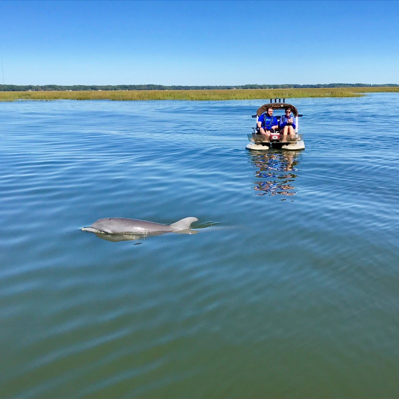 Hilton Head Boat Tour catamaran with dolphin