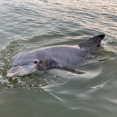 a dolphin swimming in a body of water