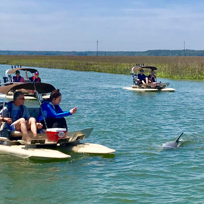 dolphin near catamaran skiff boat on tour in hilton head
