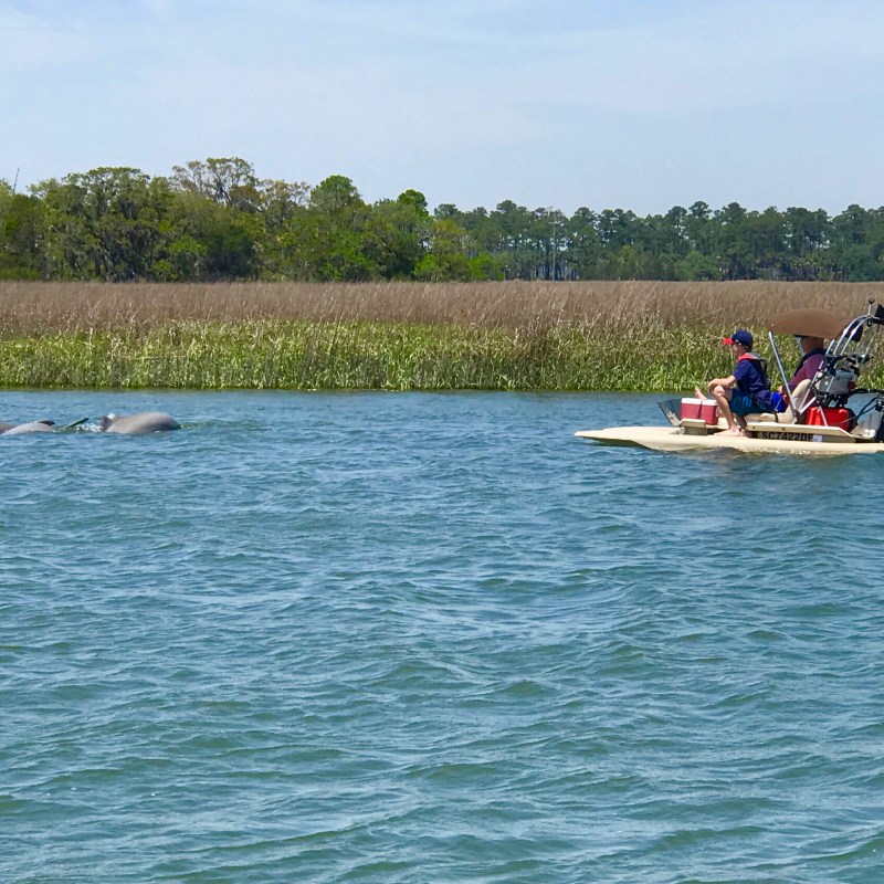 dolphin tour boat hilton head near pod of dolphin