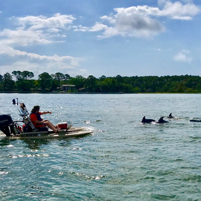 pod of dolphin near me on island skiff boat tour