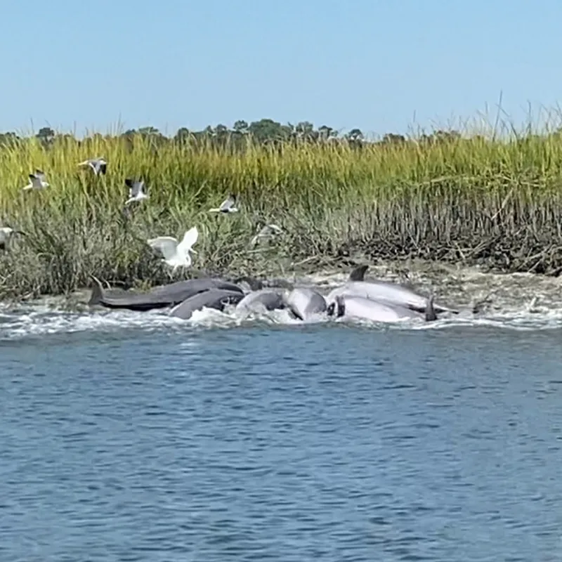 dolphin standing marsh banks