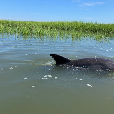 a dog swimming in a body of water