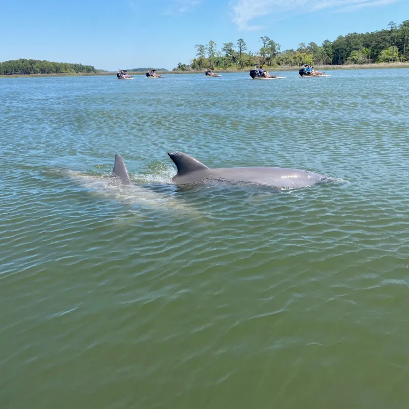 Dolphin near skiffs on tour