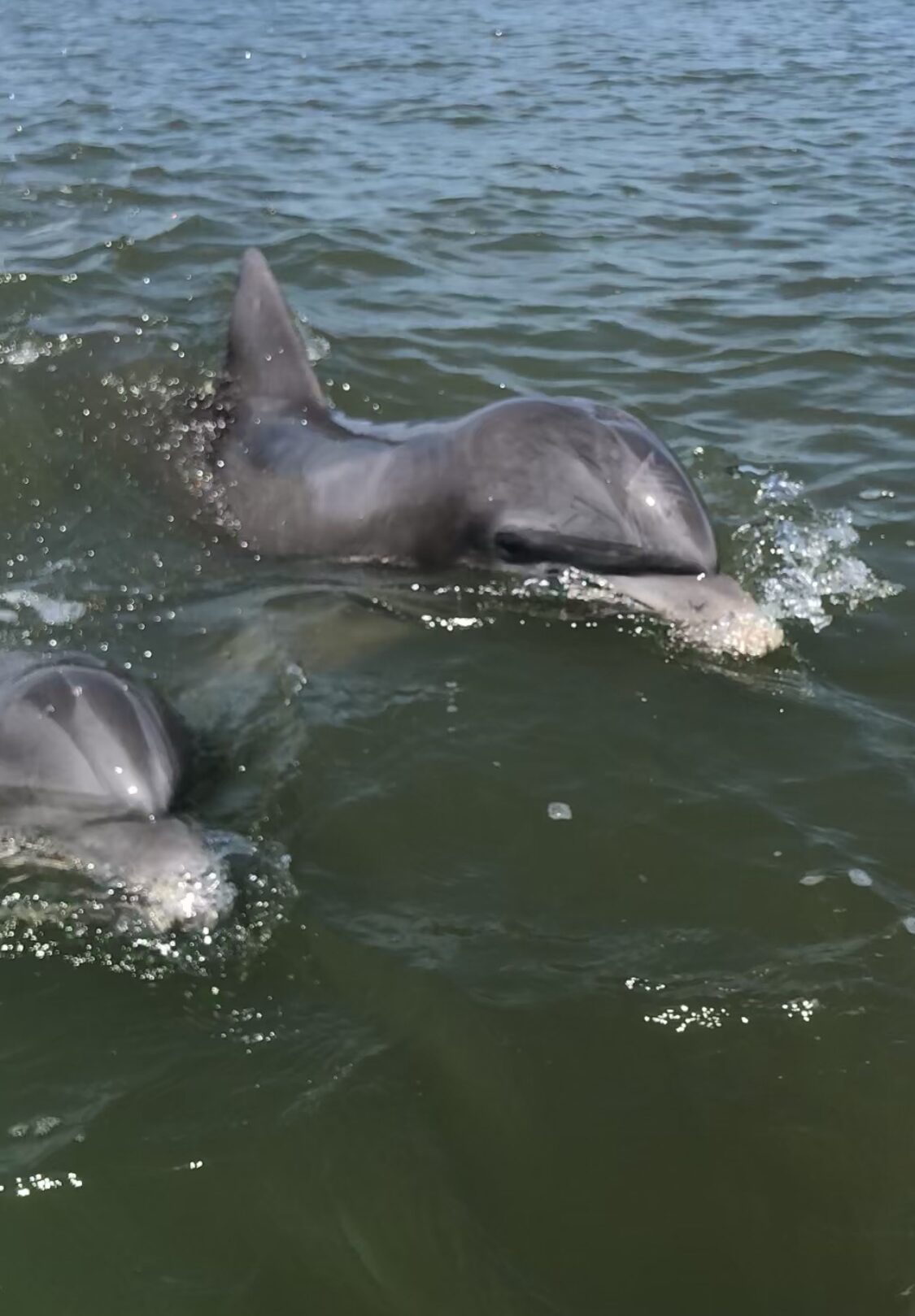 Pod Dolphins next to Skiff a dolphin swimming in a body of water